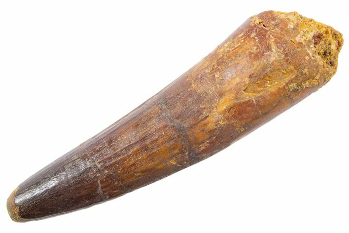 Fossil Spinosaurus Tooth - Real Dinosaur Tooth #345545